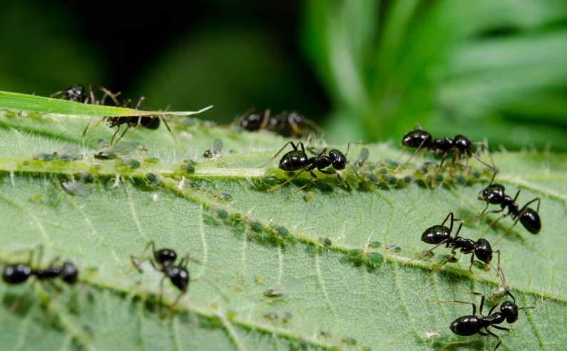 cómo acabar con las hormigas