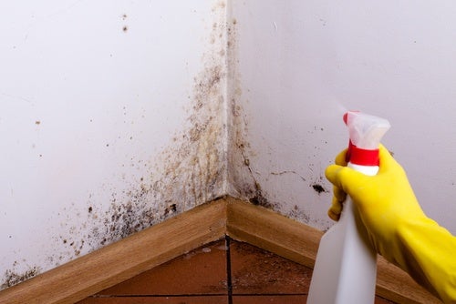 Cómo limpiar moho en paredes