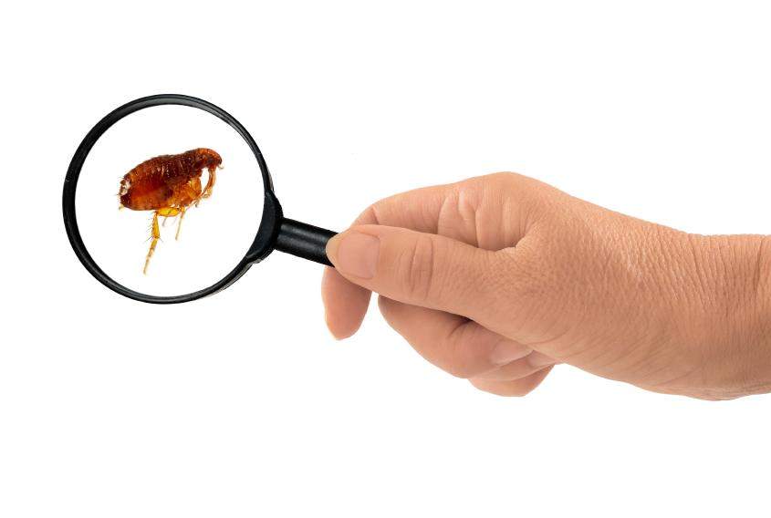 Cómo matar pulgas